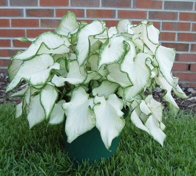 Caladium White Butterfly is one of the best-adapted cultivars to cope with slightly drier conditions