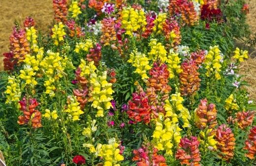 Caring for Snapdragons