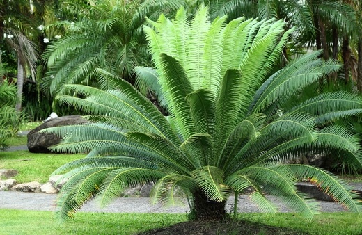 Cycads are a unique and prehistoric plant group, having lived through multiple ice ages, and global mass extinctions