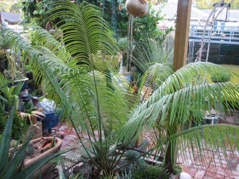 Cycas curranii is native to the Philippines
