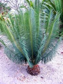 Cycas panzhihuaensis are extremely vulnerable in the wild and near extinc