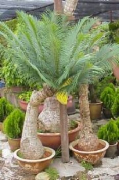 Cycas pranburiensis grows naturally on rocky outcrops, with little to no moisture retention