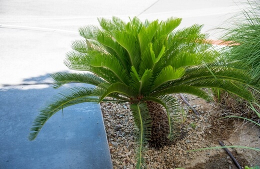 Cycas revoluta, also known Sago palm