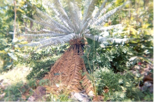 Cycas siamensis ‘Thai Silver Form’ is significantly larger than typical sago palms but still worth growing indoors