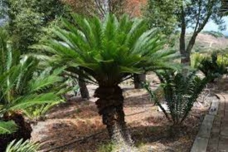 Cycas taitungensis is one of the best Cycads to grow in a tropical garden