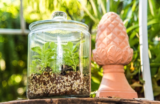 Decorative jar terrariums