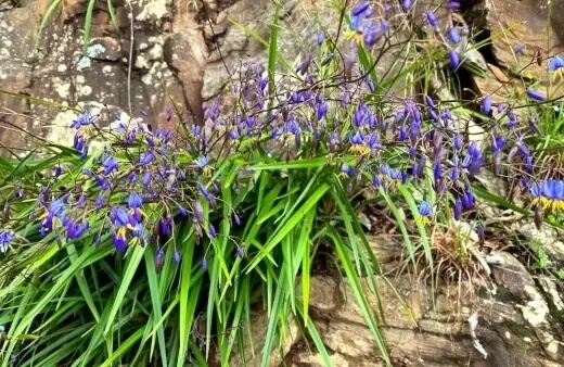 Dianella Revoluta commonly known as Spreading Flax Lily