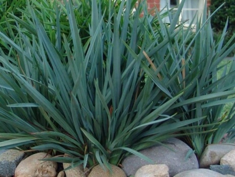 Dianella caerulea 'Cassa Blue' is another excellent Dianella cultivar for gardeners looking for the best Australian native grasses