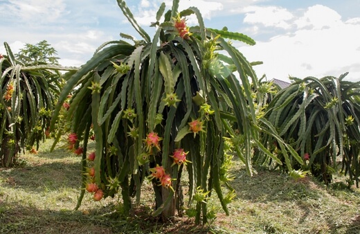 Dragon fruit plants also known as Pitaya