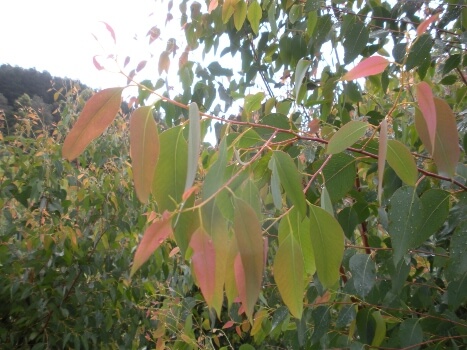 Eucalyptus Olida Leaves