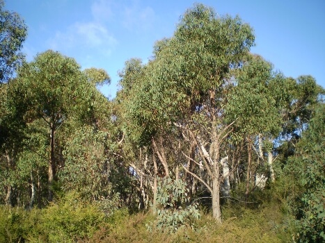 Eucalyptus olida, commonly known as strawberry gum, strawberry gum tree and forestberry