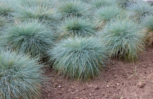 Festuca Glauca commonly known as Blue Fescue Grass