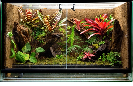 Fish tank, or reptile tank terrariums