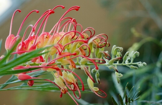 Grevillea Superb is a hybrid between Grevillea banksii and Grevillea bipinnatifida,