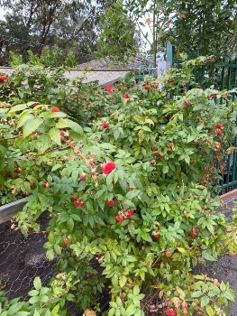 Growing Atherton Raspberry