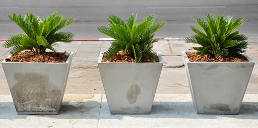 Growing Cycads in containers