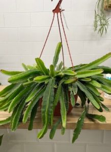 Dragon Fruit Plant | How to Grow Pitaya in Australia