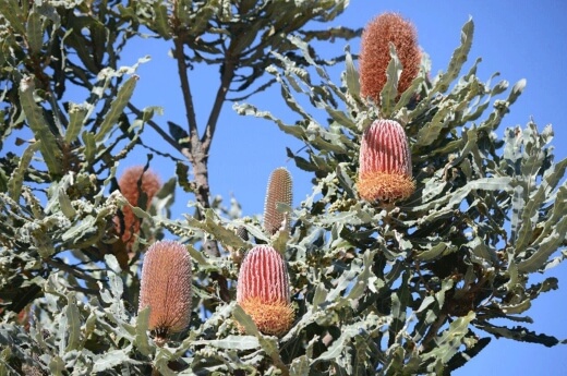 How to Grow Banksia Menziesii