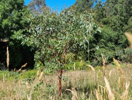 How to Grow Eucalyptus Olida