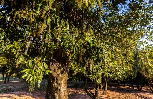 How to Grow Macadamia in Australia