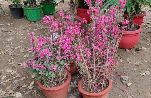 How to Grow Snapdragons in Pots