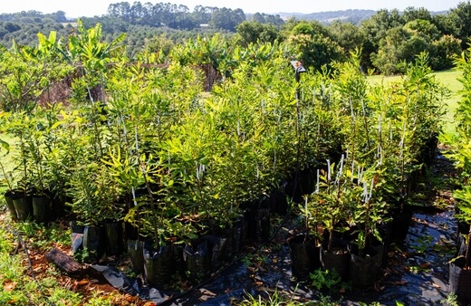 How to Propagate Macadamia Trees