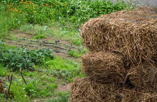 How to Use Hay in Your Garden