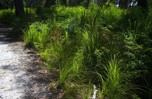 Lomandra is perhaps one of our most versatile and extensive genera of Australian native grasses