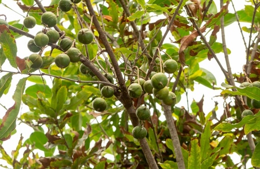 Macadamias are one the easiest nut trees to grow in Australia