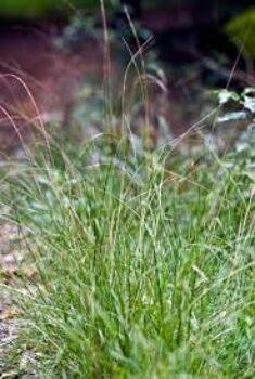 Microlaena Stipoides is a hardy, low-growing native grass that can make for a great lawn, especially in cool and semi-shaded spots