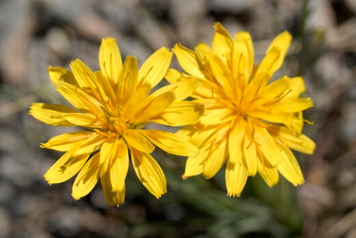 Microseris Lanceolata is found in southern parts of Australia and is confined to the alpine and subalpine herb fields in these areas
