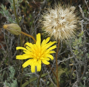 Microseris walteri is considered the most popular and widespread species of its genus