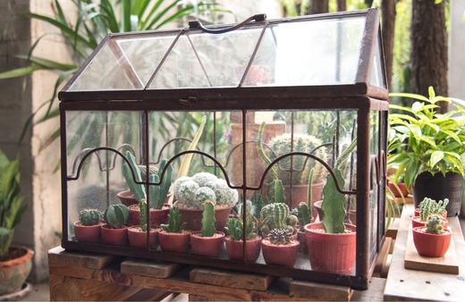 Mini greenhouse terrariums
