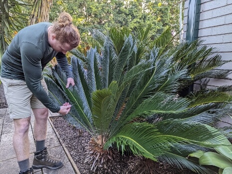 Nathan Schwartz of Aussie Green Thumb checking a Cycad's leaf