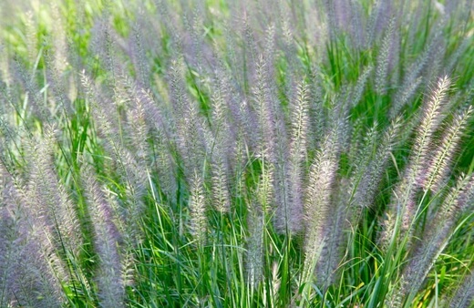 Pennisetum Alopecuroides also known as Fountain Grass
