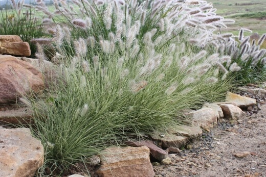 Pennisetum alopecuroides 'Pennstripe' is especially striking as it grows in a form perfect for garden landscaping