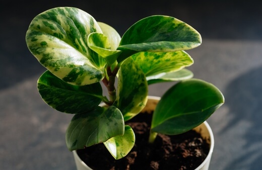 Peperomia Obtusifolia commonly known as Baby Rubber Plant
