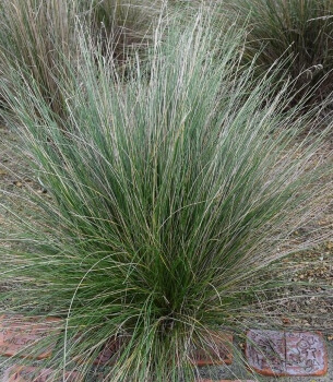 Poa Poiformis also known as Coastal Tussock Grass