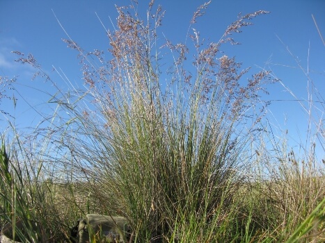 Poa sieberiana also known as Snow Grass