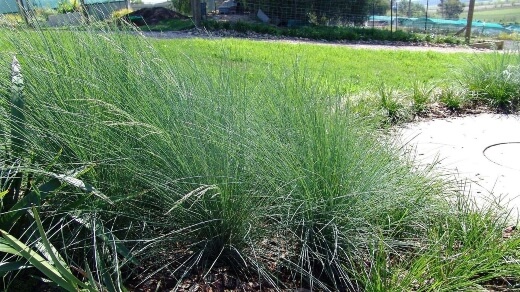Poa poiformis 'Kingsdale' features attractive fine, dark-green strappy leaves that gently arch at the top