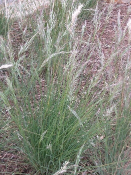 Rytidosperma Caespitosum is an Australian native grass taht offers a very distinctive appearance