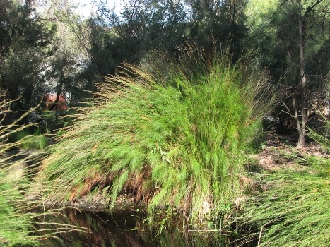 Tassel Cord Rush is an ornamental Australian native grass