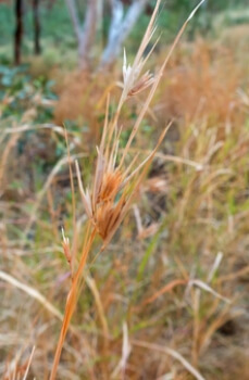 Themeda Triandra commonly known as Kangaroo Grass