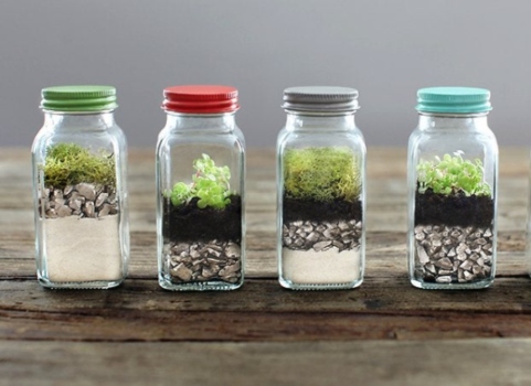 Tiny spice jar terrariums