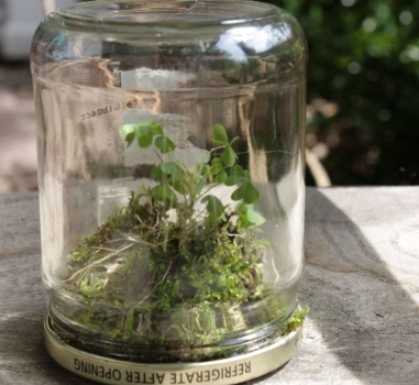 Upside-down jar terrariums