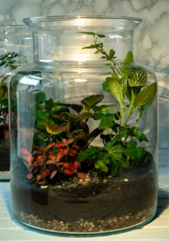 Use old serving bottles as terrariums