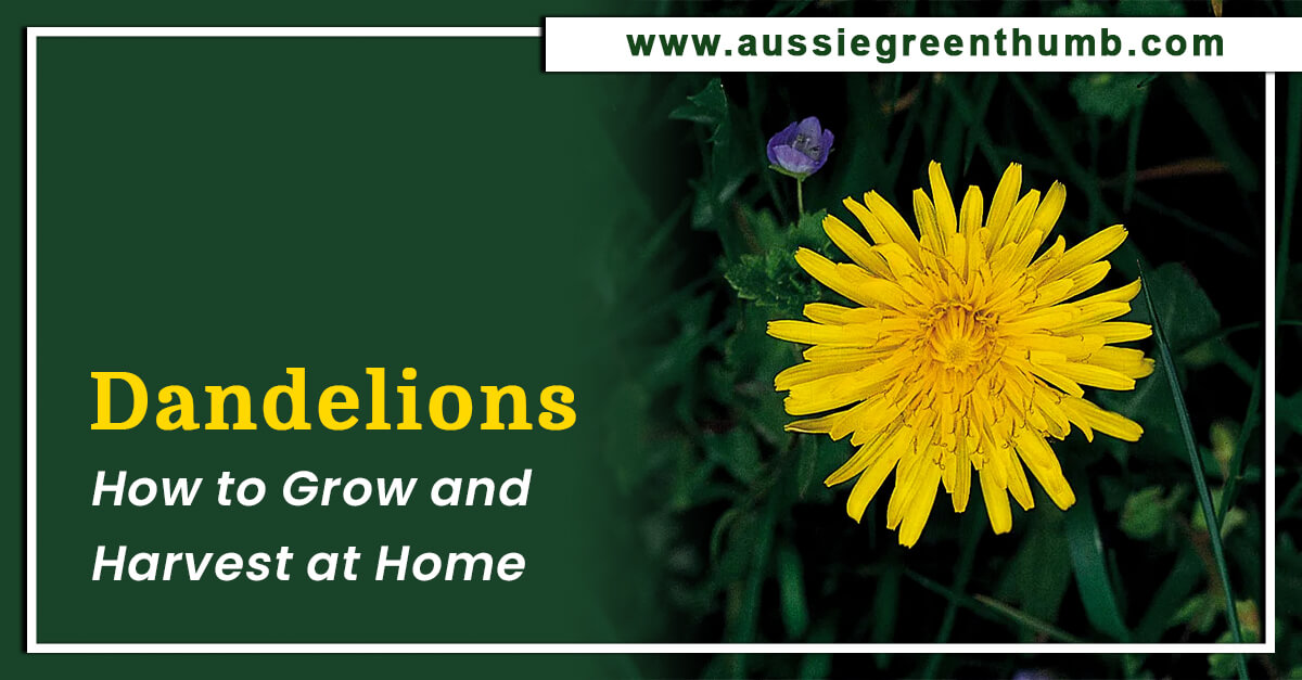 Dandelions – How to Grow and Harvest at Home