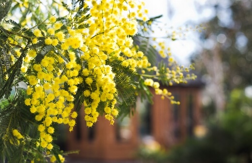 Acacia Baileyana commonly known as Cootamundra Wattle