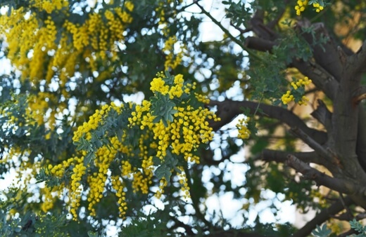 Acacia Cootamundra Wattle