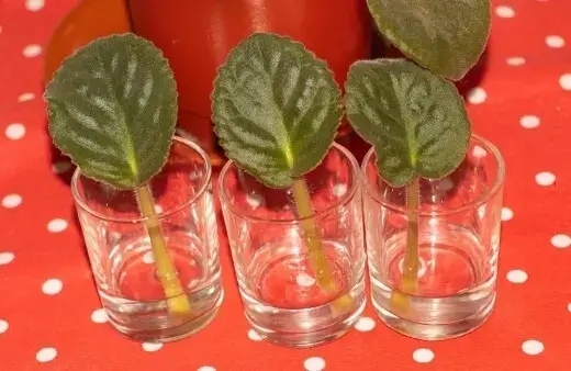 African Violet grows best in water from leaves and they root in about a month